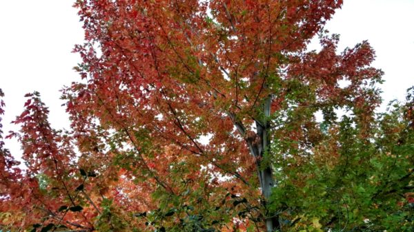 Bright red, orange, and green leaves. The sky behind them is pale blue.